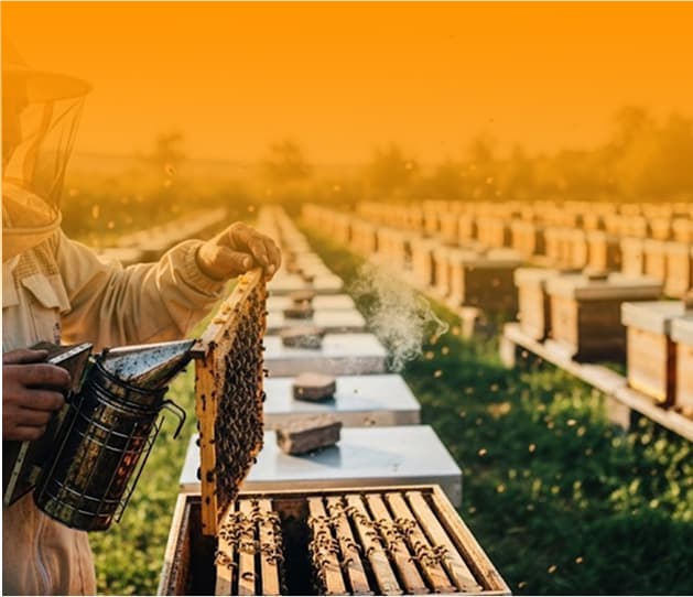 beekeeping