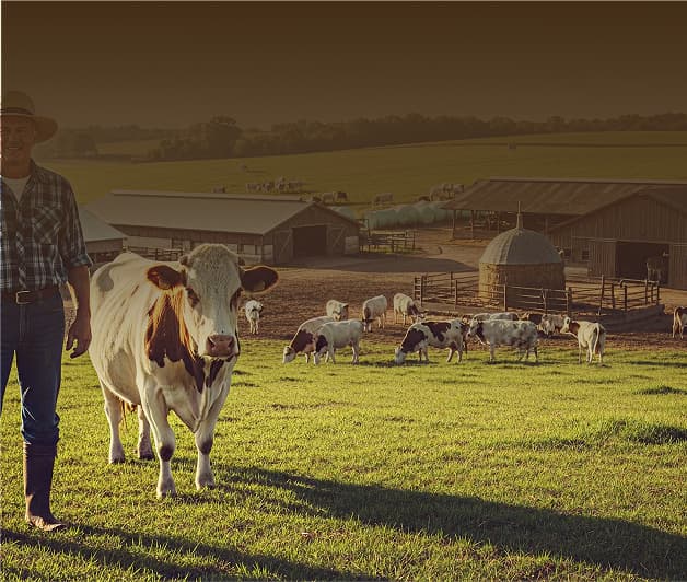 livestock farming